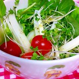 野菜たっぷり オリーブオイルドレッシングサラダ